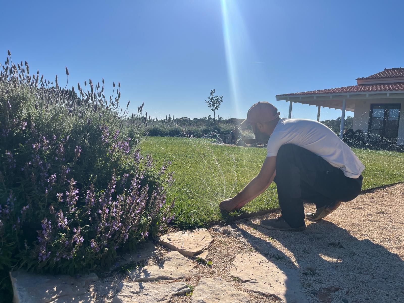Checking a sprinkler beside a flowering sage bed