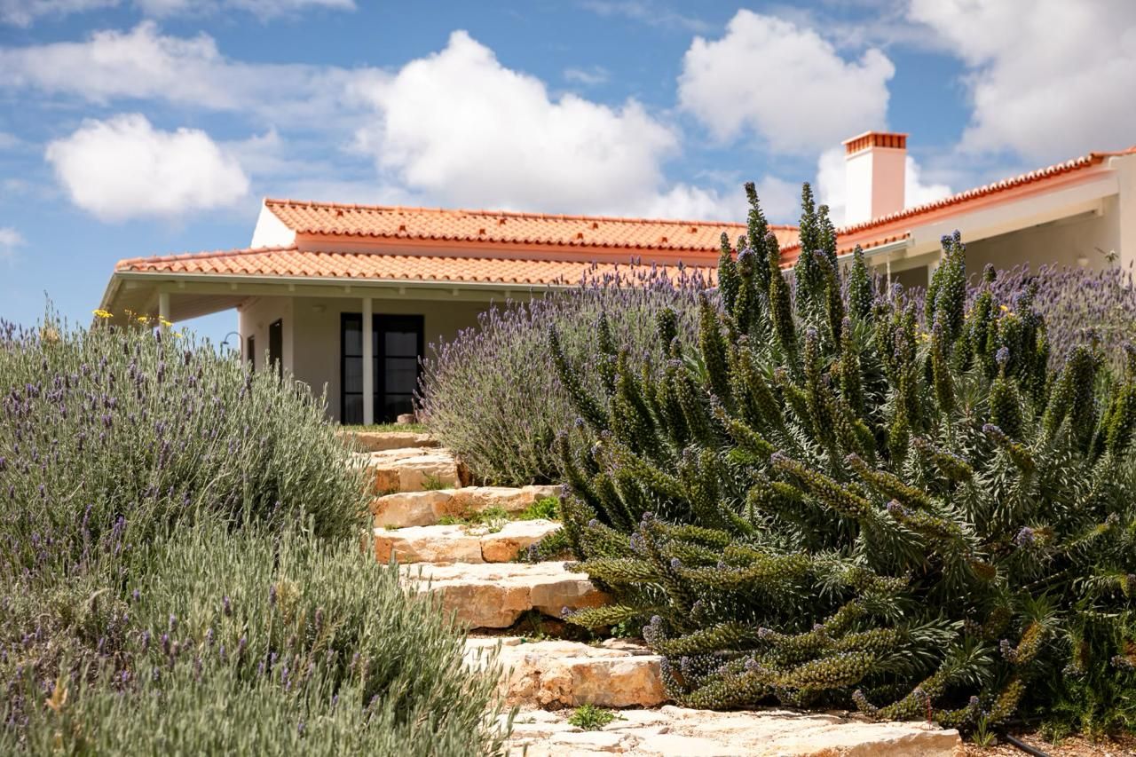 Stone steps between lavender and echium
