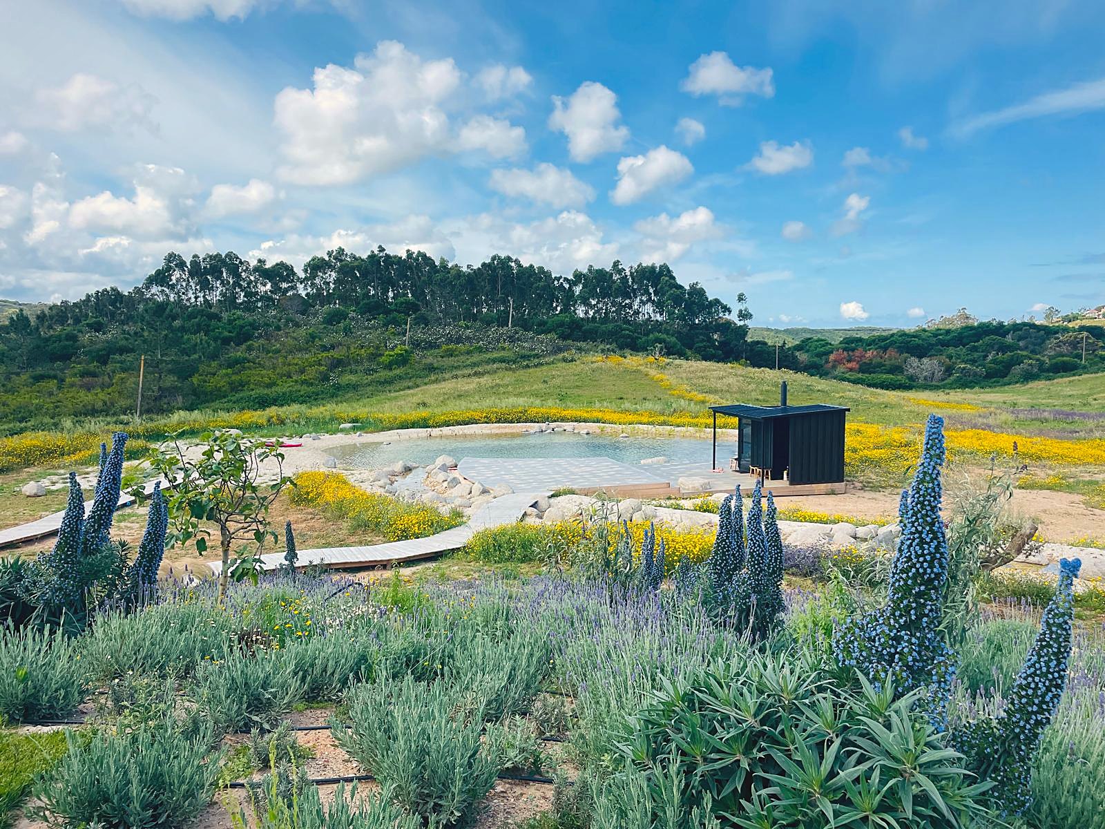 Echium and lavender garden above a natural swimming pond and wildflower meadow, designed and built by Raízes