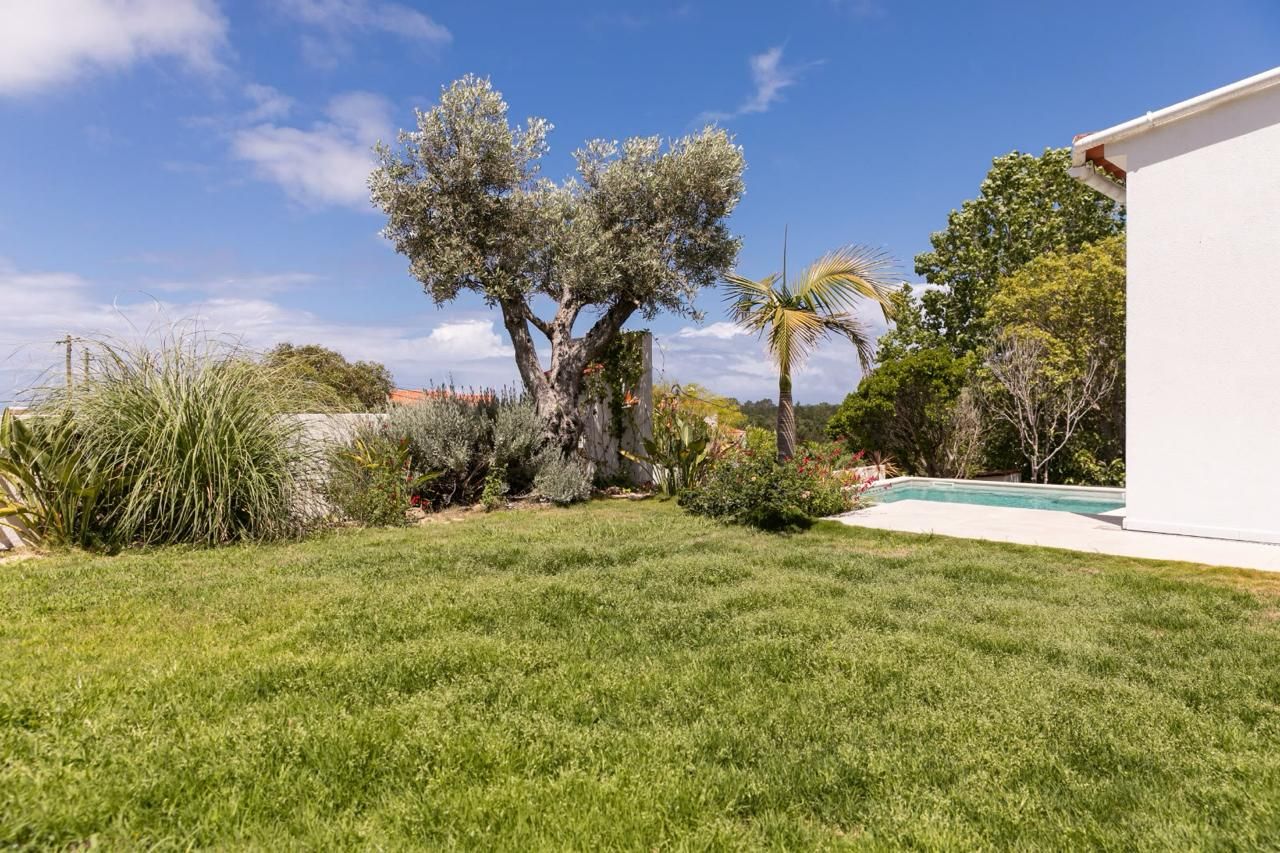 Lawn with an old olive tree beside a pool