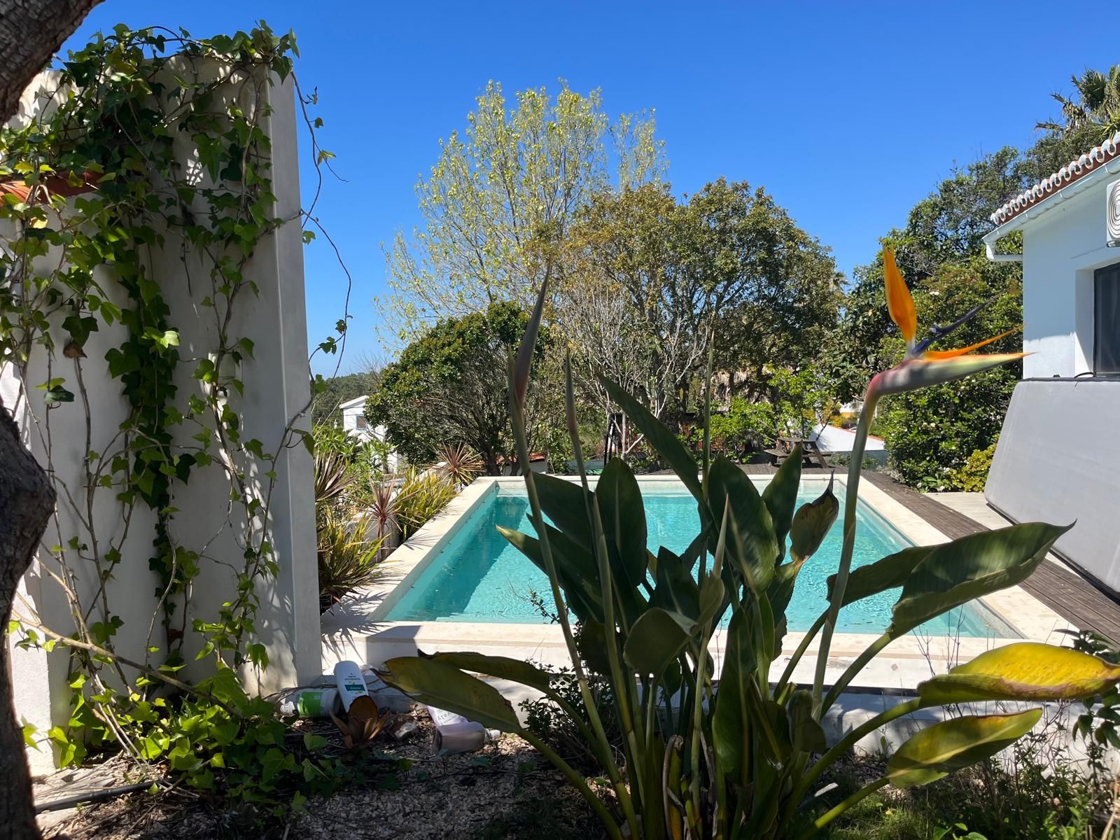 Pool garden with bird of paradise and climbing ivy